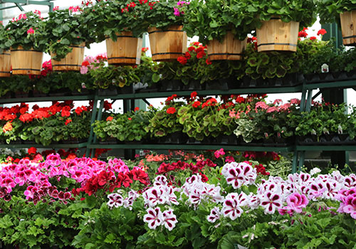 ann_geraniumsMartha_fancyLeaf_5L9A6897