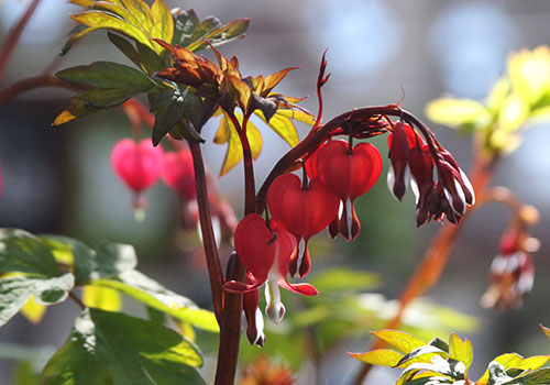 red bleeding heart blooms