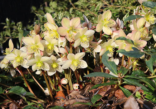 per_hellebore_interurban_5L9A9018