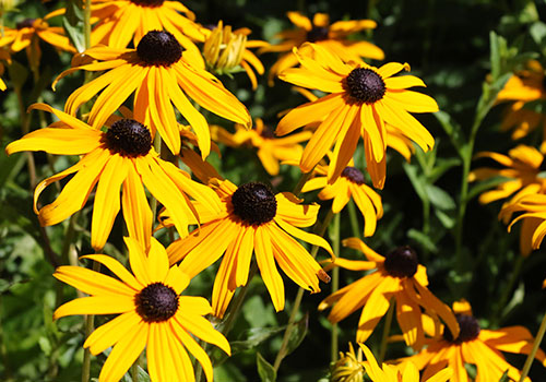 per_rudbeckia_goldstar_5L9A1060