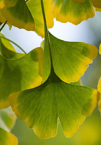 ginkgo leaves, green with yellow edges