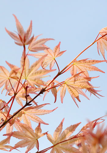 Shin de Shojo Japanese Maple