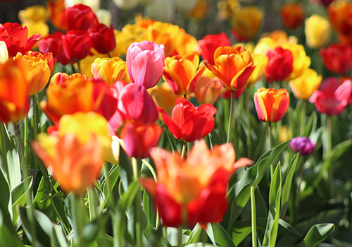tulips of pink, yellow, orange and red