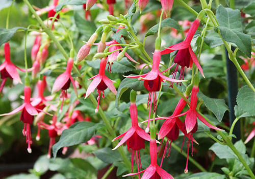 Dark red hardy fuchsia blooms