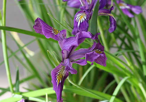 purple iris blooms