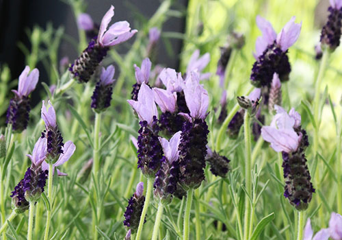 Spanish lavender blooms of dark purple and lavender