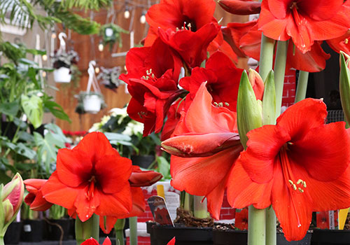 ind_amaryllis_bbsee_holidays_5L9A7980