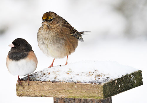 Dark Eyed Junco & Golden Crowned Sparrow