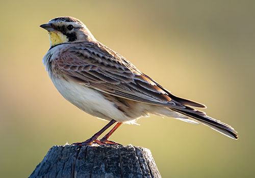 Horned Lark