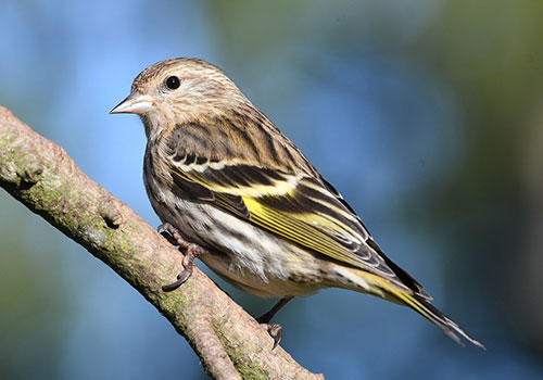 Pine Siskin