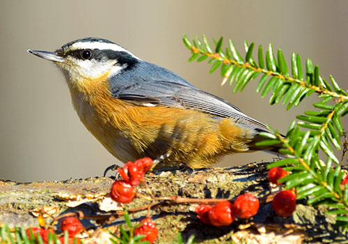 Red Breasted Nut Hatch