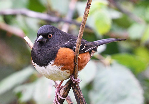 Spotted Towhee