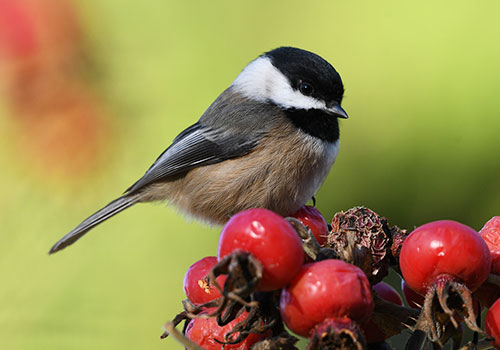 Black Capped Chickadee feasting on Rose Hips