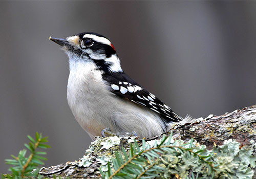 Downy Woodpecker