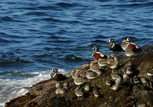 Harlequin Ducks