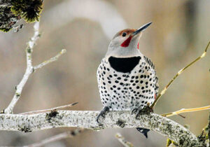 Northern Flicker