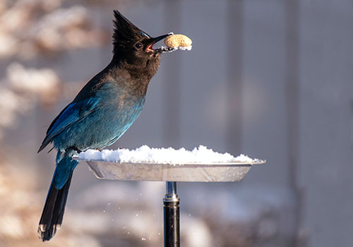 Stellar's Jay