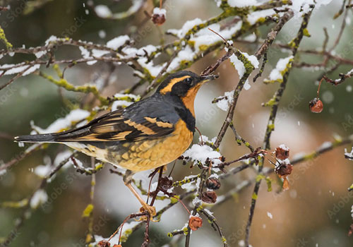 Varied Thrush in Hawthorn Tree