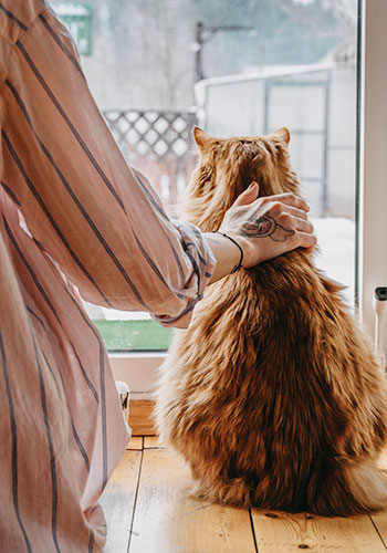 Cat and owner staring out window