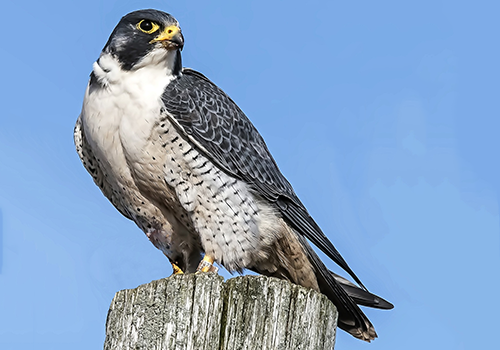 peregrine falcon sitting on a post