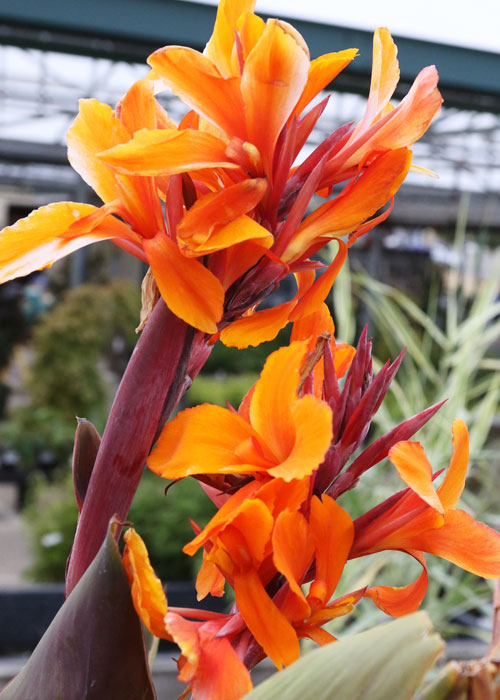 w_canna_pacificBeauty_orange_sum_700t_5L9A3424