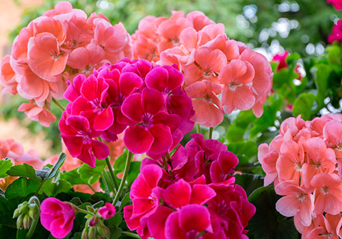 pink and coral geranium blooms