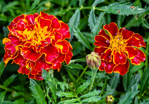 bright orange and yellow marigold blooms