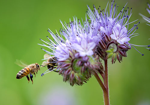 Bee attracted to the pale blue blooms of phacelia flower