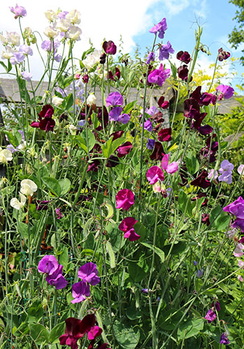 ann_sweetPeas_AdobeStock_293124293