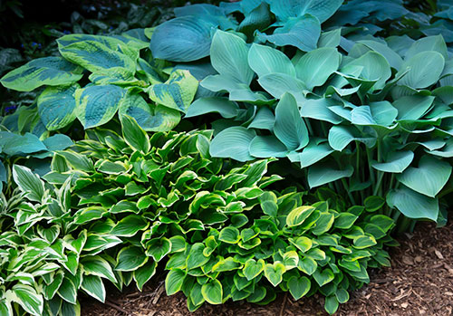 multi colored and textured hosta plants