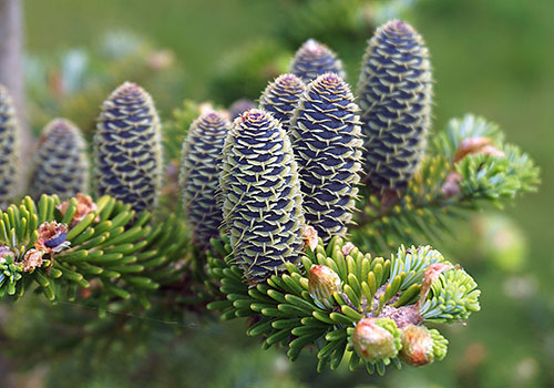 Korean fir branch with tall cones