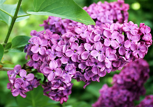 purple lilac blooms