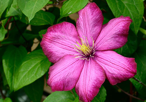 bright pink clematis bloom in front of green leaves