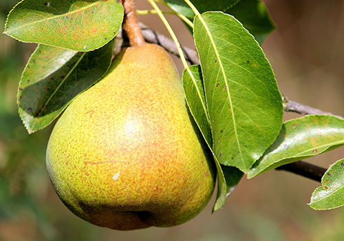 Pear on branch