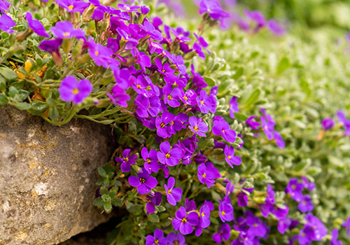 lavender-purple aubretia