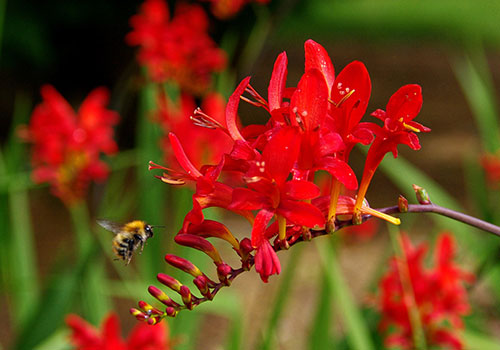 dark red crocosmia