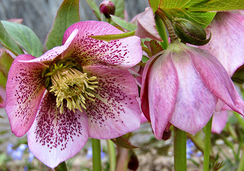 Pink, winter blooming hellebore