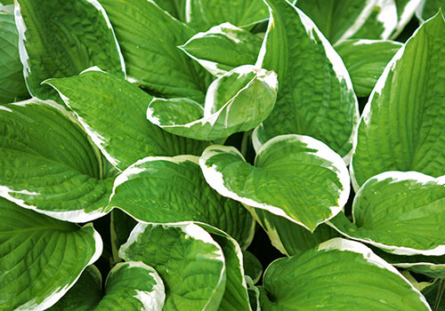 Hosta leaves: green with a white edge