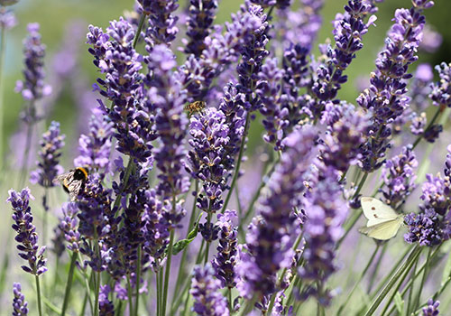 Lavender blooms with bees