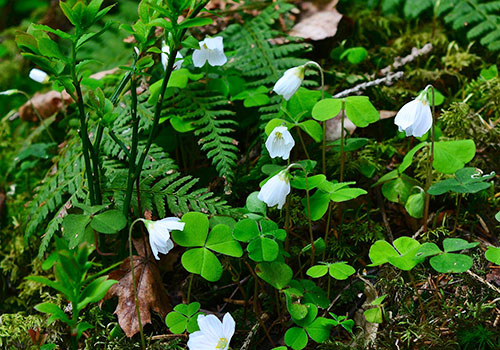 PNW native plants including redwood sorrel