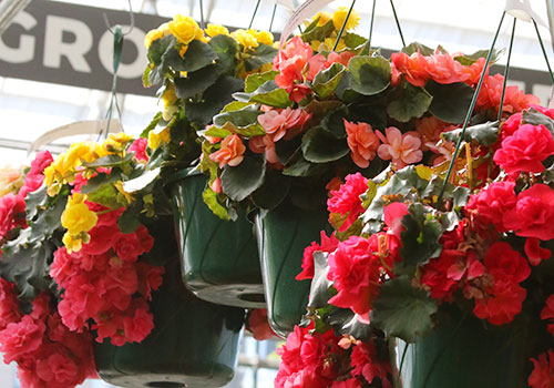 ann_basket_begonia_5L9A9030