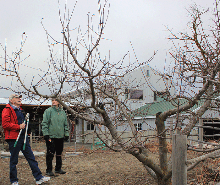 pruning an apple tree in winter
