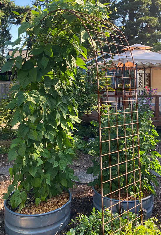 rusty metal arbor with beans growing on it