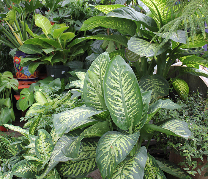 multiple indoor plants with a variety of foliage