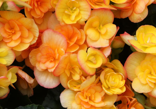 rieger begonia orange yellow peach.