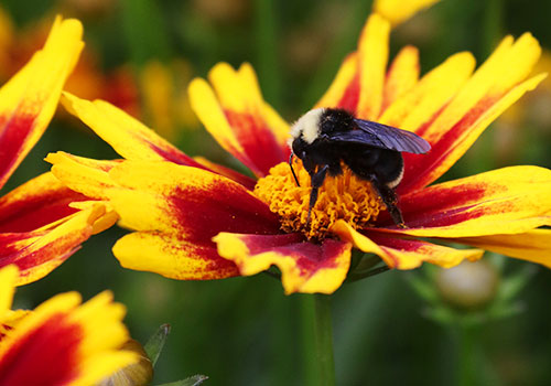 A coreopsis flower with a bumblebee visitor.