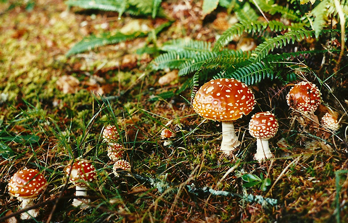 Amanita Muscaria Mushrooms