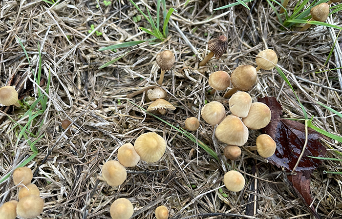 mushrooms after fall rains