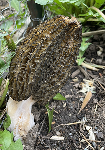 morel mushroom