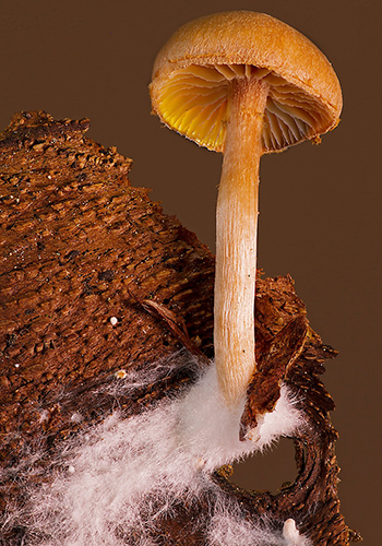 mushroom with mycelium fibers